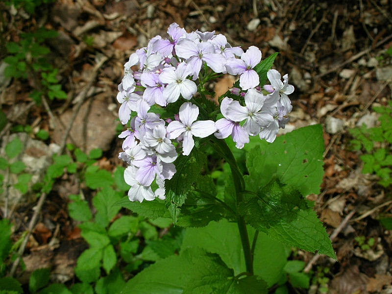 Lunaria rediviva / Lunaria comune